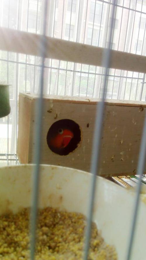 牡丹鹦鹉大概什么时候下蛋?他自己会孵化吗?