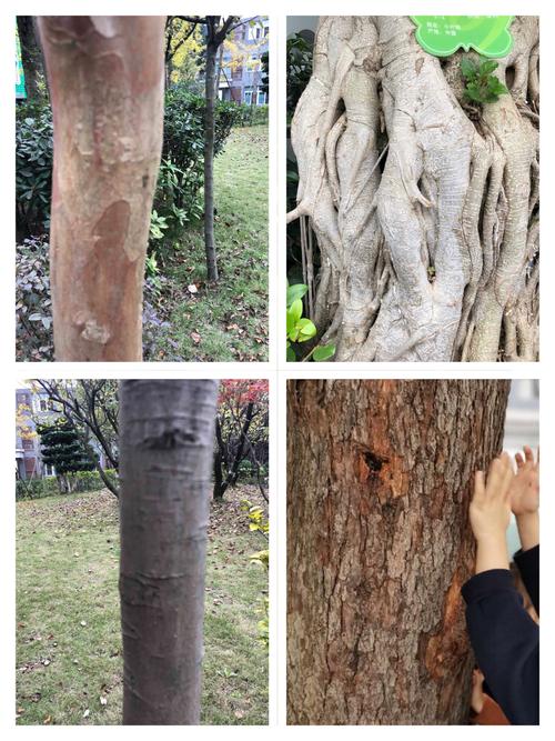 不同的树皮摸起来的感觉都不一样,有的粗糙,有的光滑