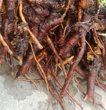 野生酸模根大黄一手货源大量供应