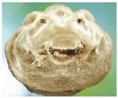 高倍显微镜 br/>拍到微笑蝌蚪-----科教新报数字报刊