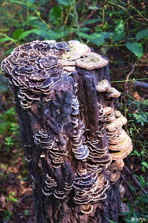 近期的青铜编钟拍卖价格 > 近期的青铜编钟拍卖价格图片   树舌,又名