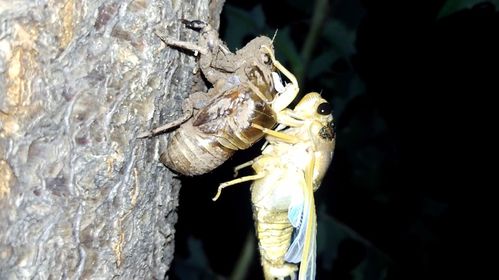 一分钟看完金蝉脱壳全过程
