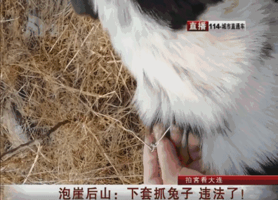 危险!谁在大连山上下了"套子"