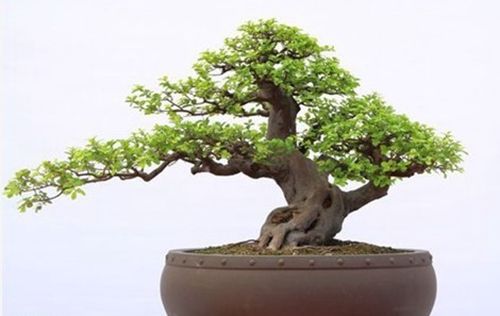 榆树盆景的制作方法