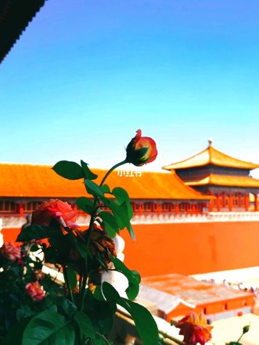 夏天的故宫 骄阳似火_故宫_夏天去哪玩_珠宝展_冬天去