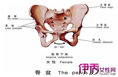 【图】女性盆腔结构图大展现 在日常生活中应该怎样去护理呢