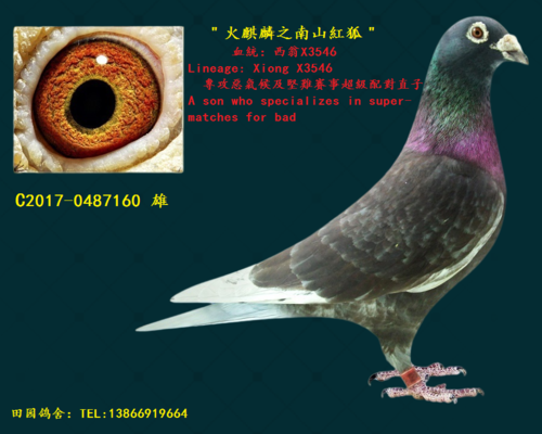 西翁160_田园鸽舍_ ag188.com爱鸽商城_中国信鸽信息网