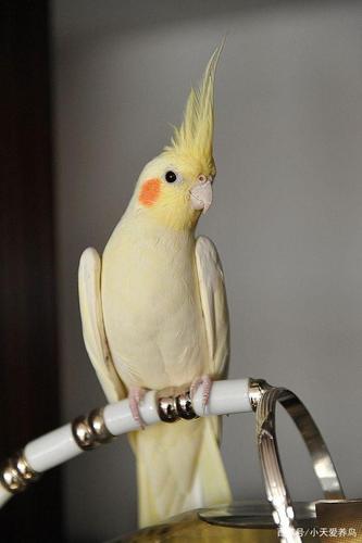 怎样能养一只亲人的玄凤鹦鹉