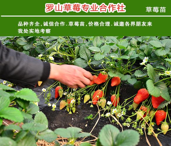 纯正河南罗山脱毒草莓苗-农科草莓苗繁育基地