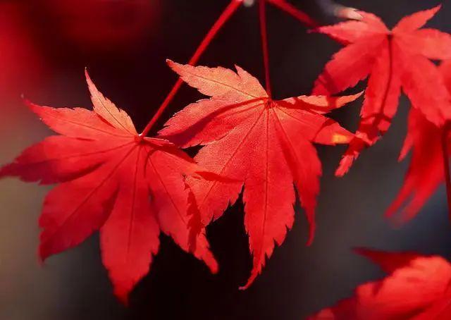 背景 壁纸 枫叶 红枫 绿色 绿叶 树 树叶 植物 桌面 640_454