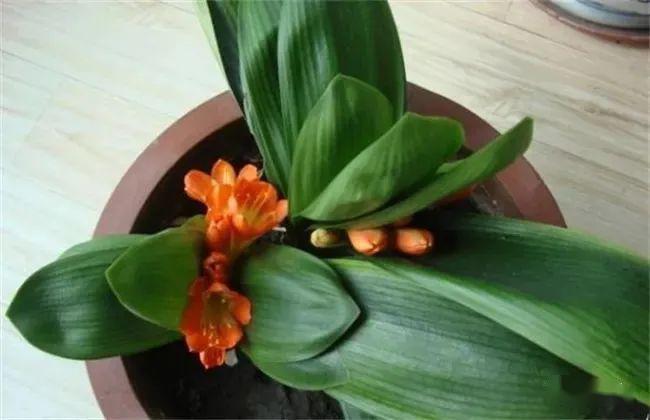 君子兰叶片打褶了基本是由这4个原因引起