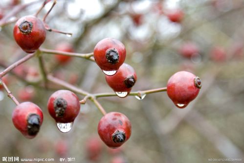 红果子网页图片素材 - 图库搜索 -; 山上野果子图片及名称图片大全