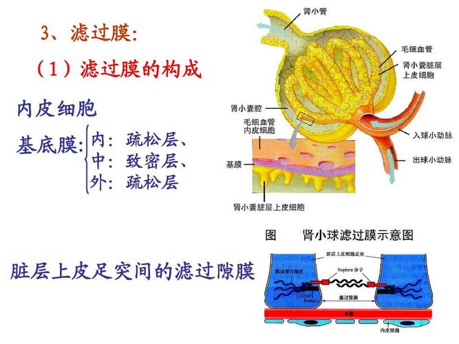  p>肾小球毛细血管内的 a target="_blank" href="/item/血浆">血浆 