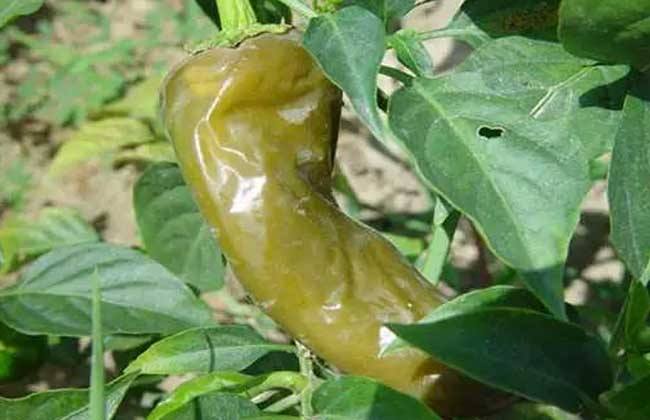 预防辣椒软腐病,试试植物免疫诱抗剂吧!