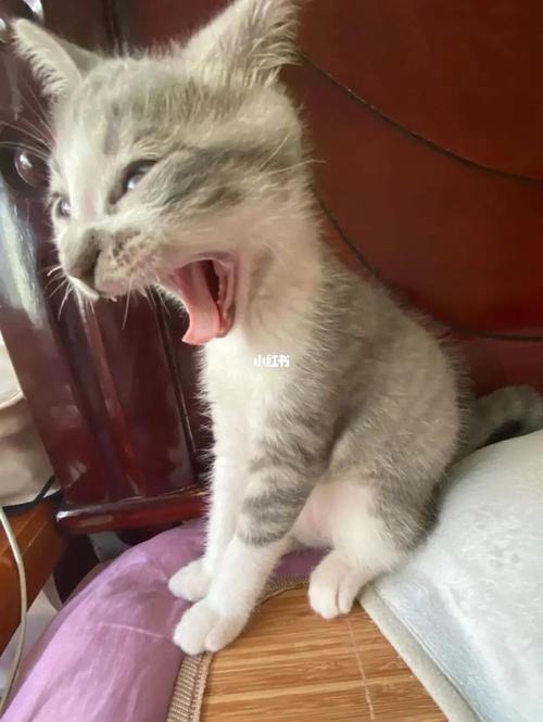 张大嘴的样子真的好可爱_猫咪_猫猫_宠物_猫_晒猫