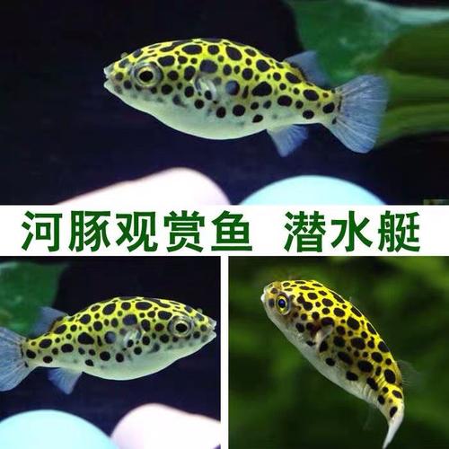 小河豚活体气泡鱼宠物潜水艇巧克力鱼淡水鱼热带鱼观赏鱼