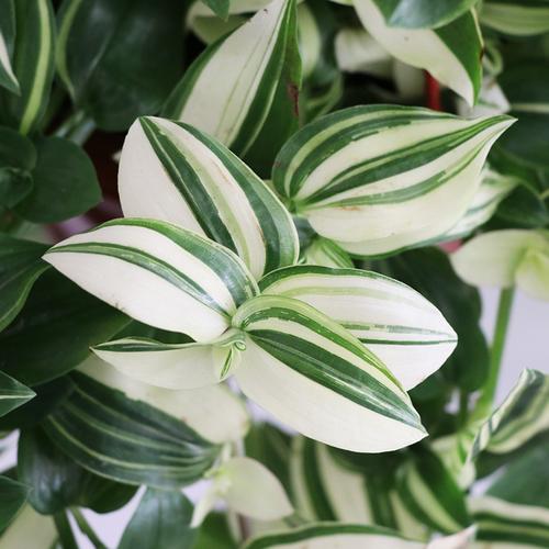 绿植甲醛垂吊耐阴室内鸭跖婚礼油画吊兰白玉绿植