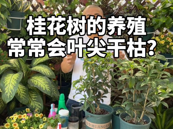 桂花树的养殖方法,桂花盆栽怎么养才旺盛呢_桂花_盆栽