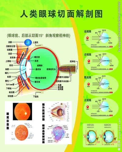眼球切面解剖图图片