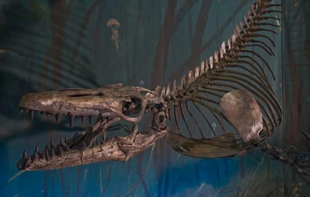 加拿大矿工挖出7000万年前的恐龙化石!保存完好身长约