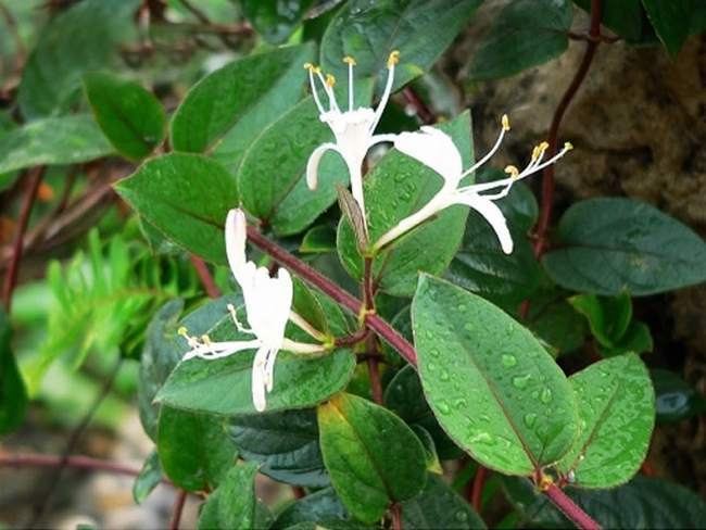 esquirolii lévl)为忍冬科,忍冬属中的木质藤本,是中国内陆特有植物