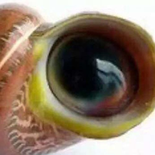 常年供应海螺猫眼蝾螺古文螺眼睛螺猫眼螺