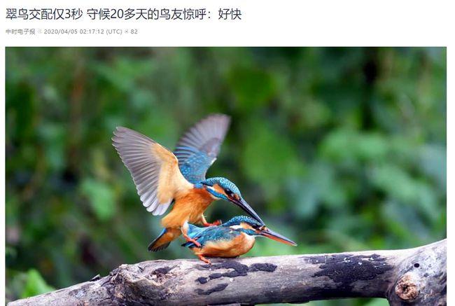 这3%拥有丁丁的鸟类包括鸭子,鸵鸟等,宏伟的长度像上帝喝醉了酒造的