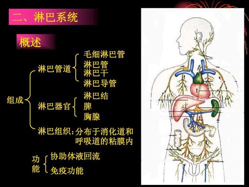 人体淋巴系统ppt