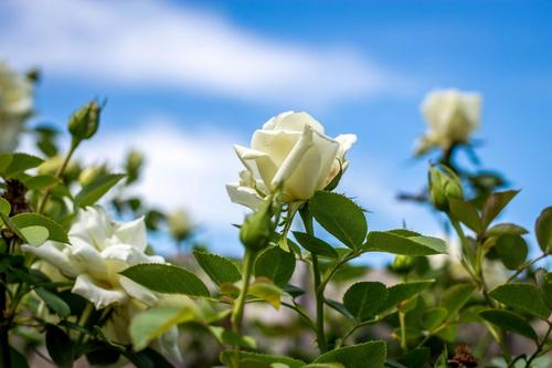 白玫瑰,玫瑰,花蕾,图片,壁纸 - 桌面巴士