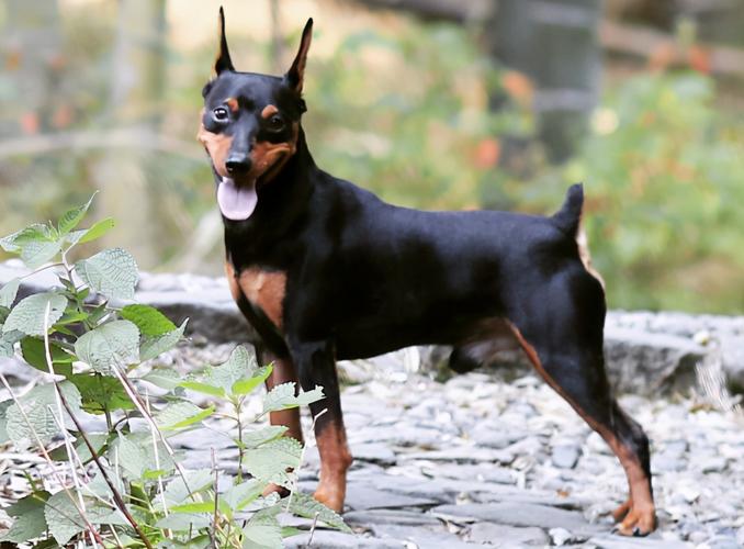 有孩家庭,养狗就该养这6种"小型犬"