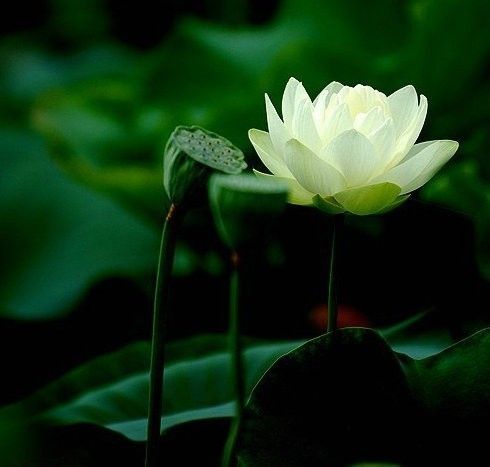 用心聆听——如水禅音 - qq群号:137331821 - (勿论人非)qq群号