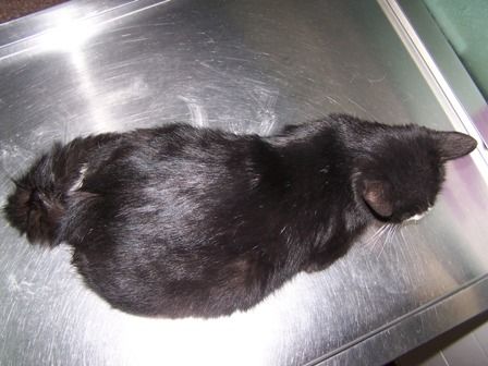 [转载]猫难产(羊水已破,3天未娩出):子宫病理性摘除