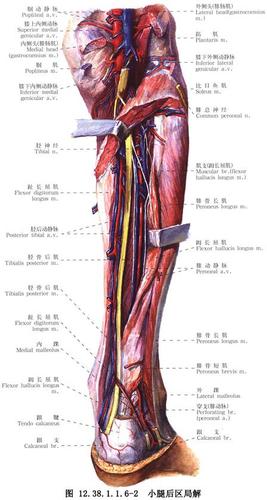胫神经分支切除术