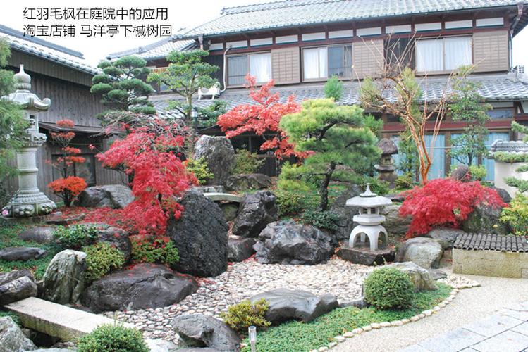 羽毛枫 青枝垂 朱红枝垂 红羽毛枫 日本枫树红枫日式庭院树