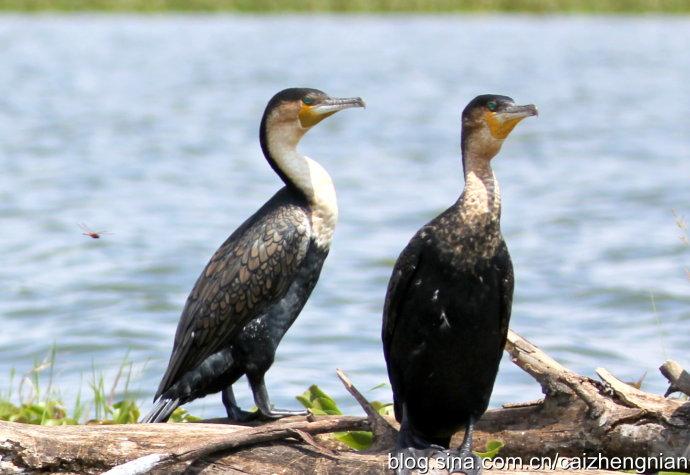 肯尼亚游猎之旅鸬鹚与鹈鹕