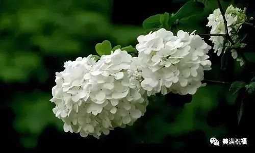 扬州市市花琼花