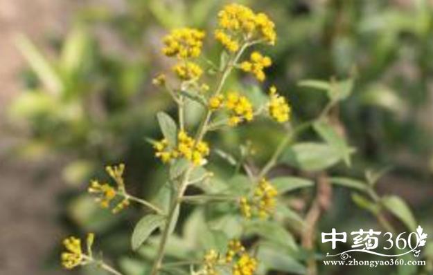黑根药