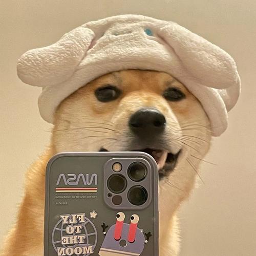 求小狗自拍的头像