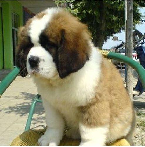 纯种 圣伯纳犬 幼犬 公dd 母mm 支持支付宝 宠物狗狗