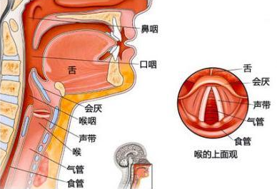 耳鼻喉科体检真的重要吗为什么要体检