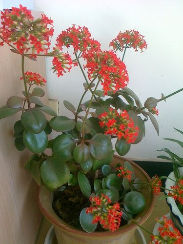 谁能告诉我这是什么花啊~应该怎么养护~谢谢啦!