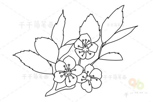 紫叶李花简笔画 简单易画