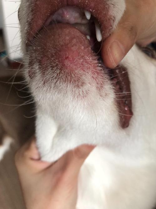 狗狗下巴长红痘痘怎么办?
