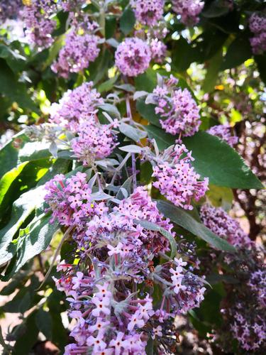 春到植物园 蜜蒙花好香 ( 2019.2.15 )