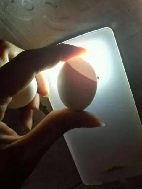 搜鸽分享 | 鸽友记录鸽蛋受精发育全过程_鸽子