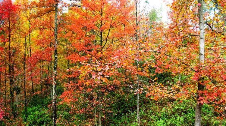 六盘水千年古银杏