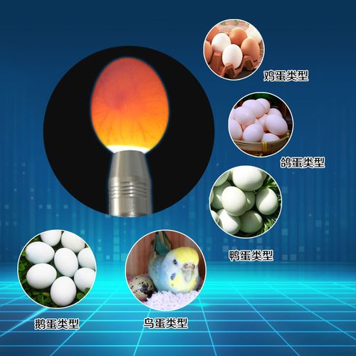 照蛋led手电筒验蛋孵蛋孵化机器专用种蛋检查电热工具