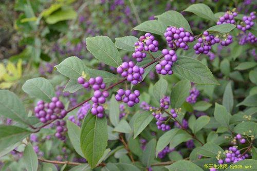 紫珠叶别名:大风叶,白狗肠,大叶紫珠.