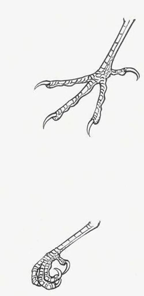 教你画禽鸟 | 想学到这来