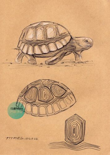 【工业设计手绘分享】仿生之生物写生——来自大自然